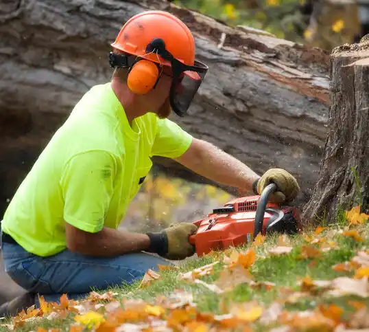 tree services Monument Beach